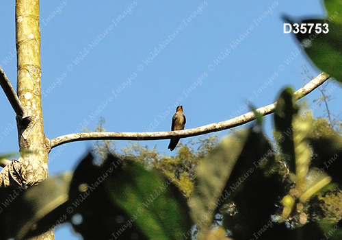 Southern Rough-winged Swallow (Stelgidopteryx ruficollis)